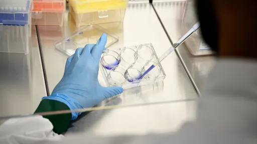 Labfoto cell culture BmE